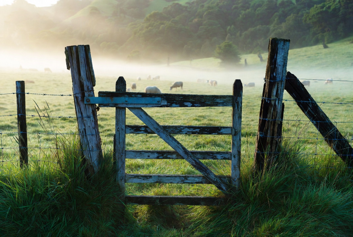 A weathered wooden farm gate in misty New Zealand pasture