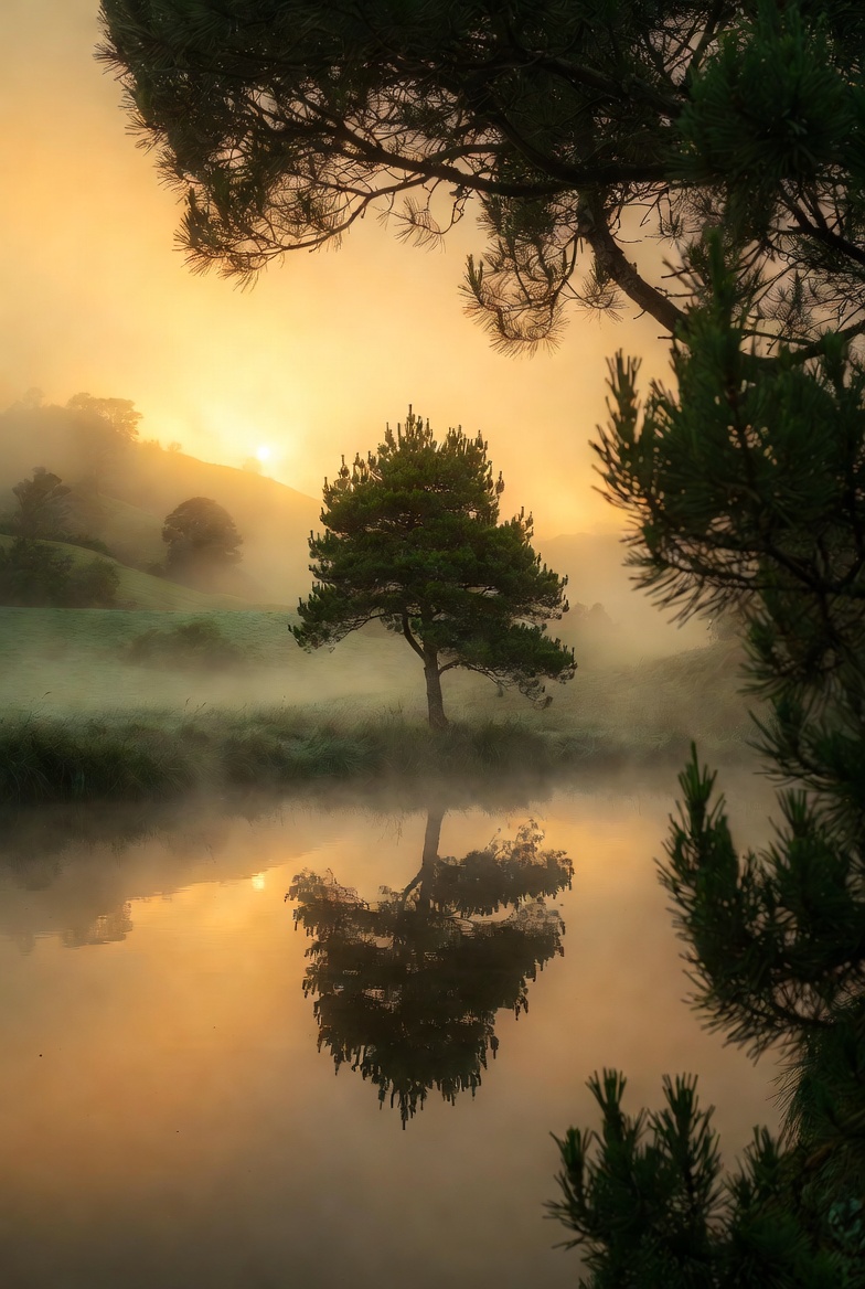 Pine tree above a still lake at dawn