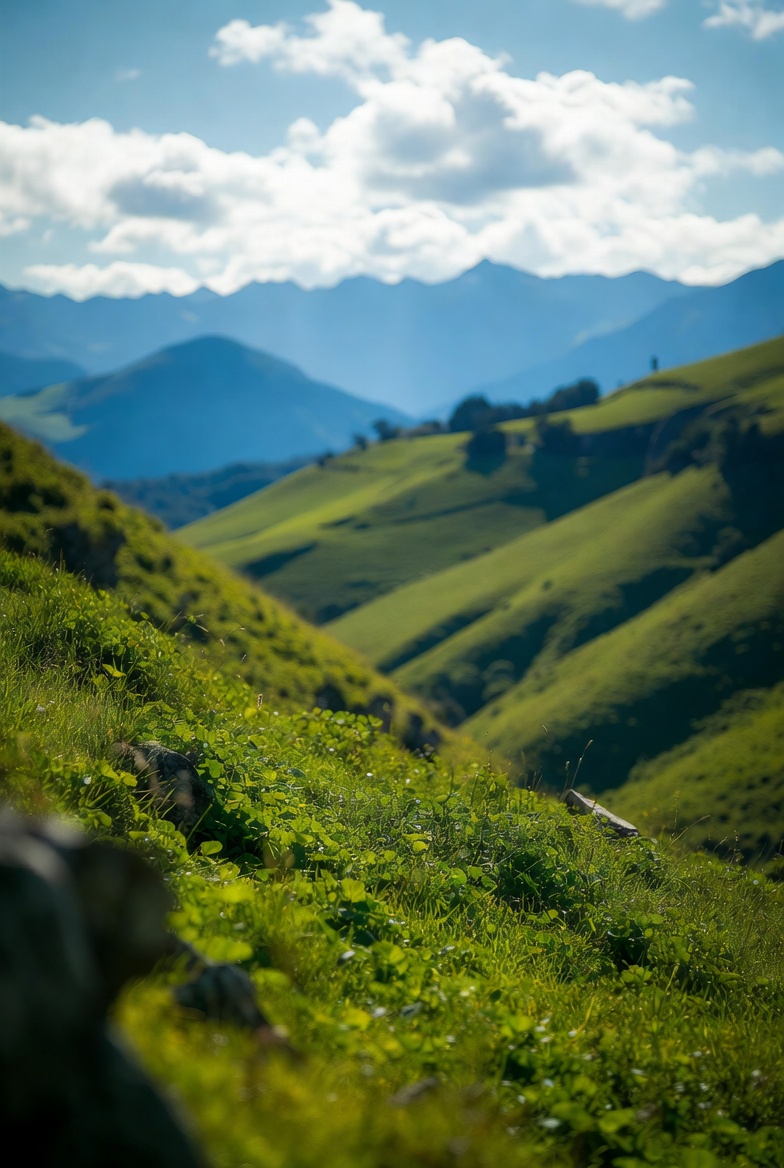 Long green pasture rolling toward the Kaimai Range